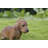 Dachshund Sitting Statue