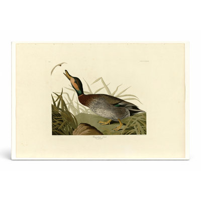 Bemaculated Duck, Plate 338 (1838) — Landscape Canvas Wall Art