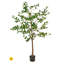 Amandier en pot 5 pi UV-550547617