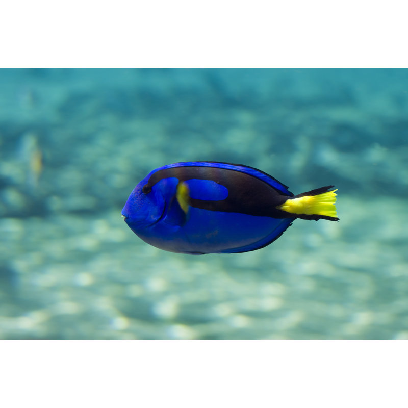 Blue Tang by Qldian - Wrapped Canvas Print, 61cm H x 91cm W