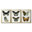 Papillons bleus antiques I - Toile tendue avec châssis sur mesure - 3 pièces-1288978023-1288978016
