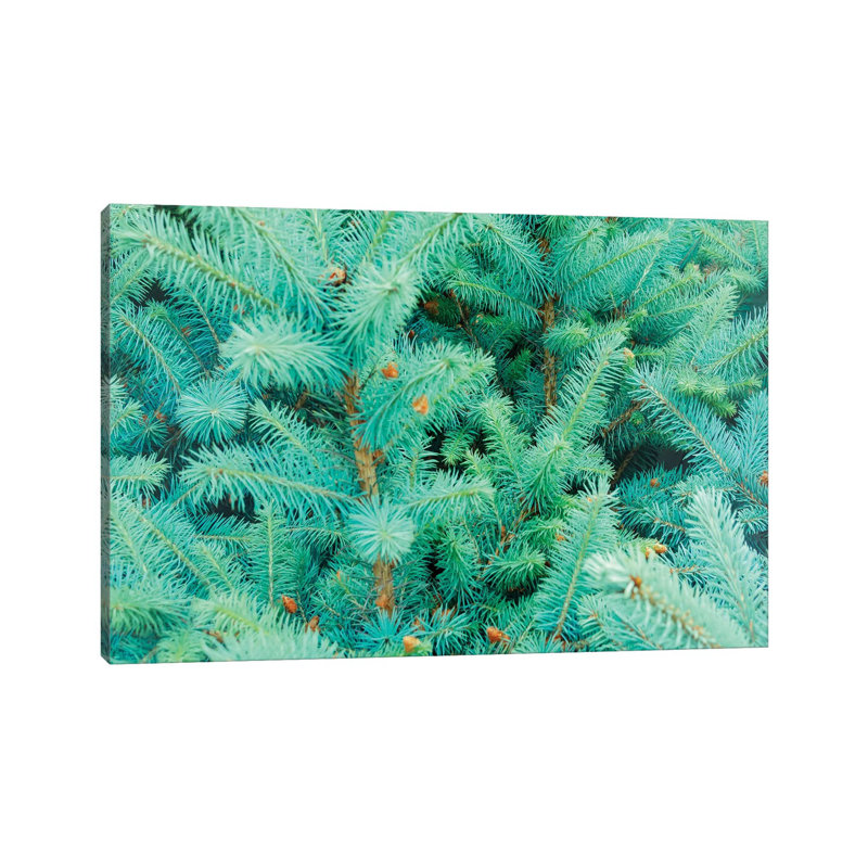Thorns Of Fir by Beli - Wrapped Canvas Print, 30.48 cm H x 45.72 cm W