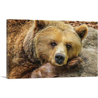 «Grizzly Bear on Rock Zoo Decor», reproduction de photo sur toile tendue