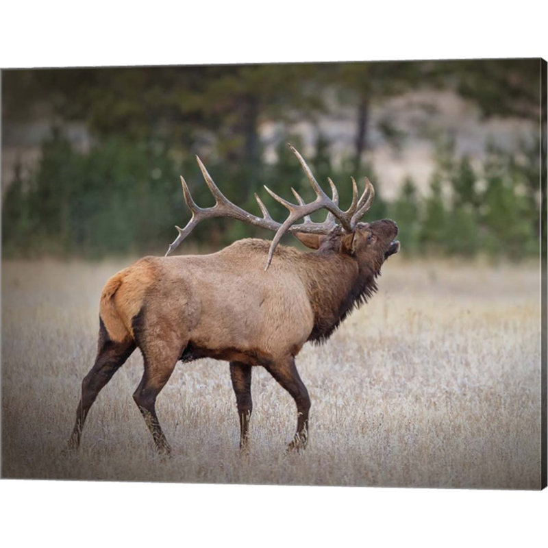 «Bull Elk» par Larry Mcferrin, art mural sur toile