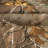 Realtree Xtra Camo Tablecloths for Outdoor Events and Hunting Parties Polycotton Fabric 60"x84"