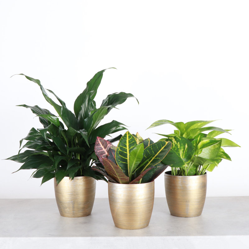 Plant in Pot, Gold