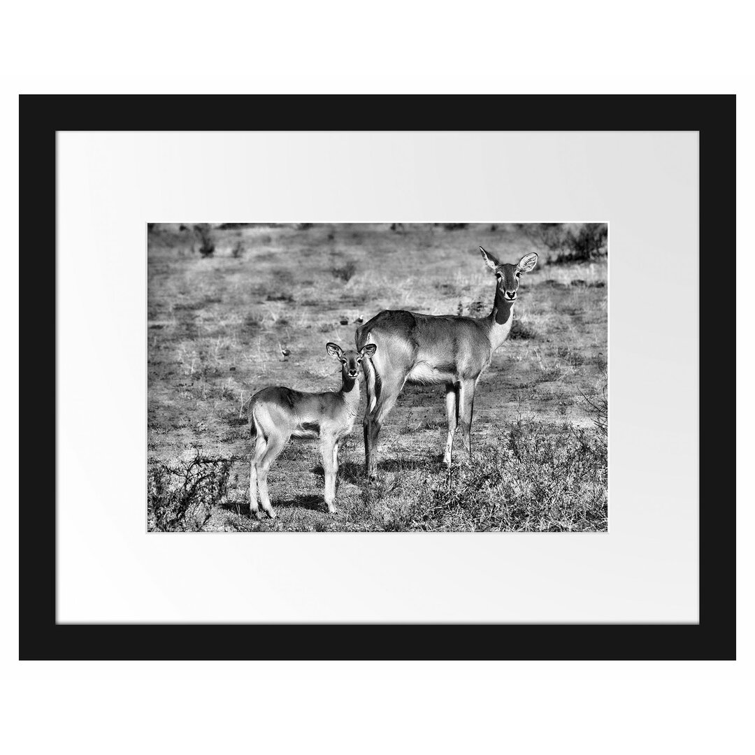 Gerahmtes Poster Indische Gazelle mit Jungtier