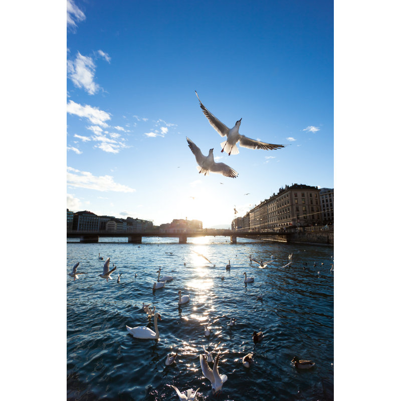 Seagulls flying over geneva city, 91cm H x 61cm W