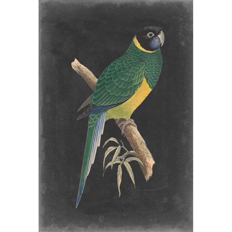 " Dramatic Parrots I " by Vision Studio Painting Print, 48" H x 32" W x 1.25" D