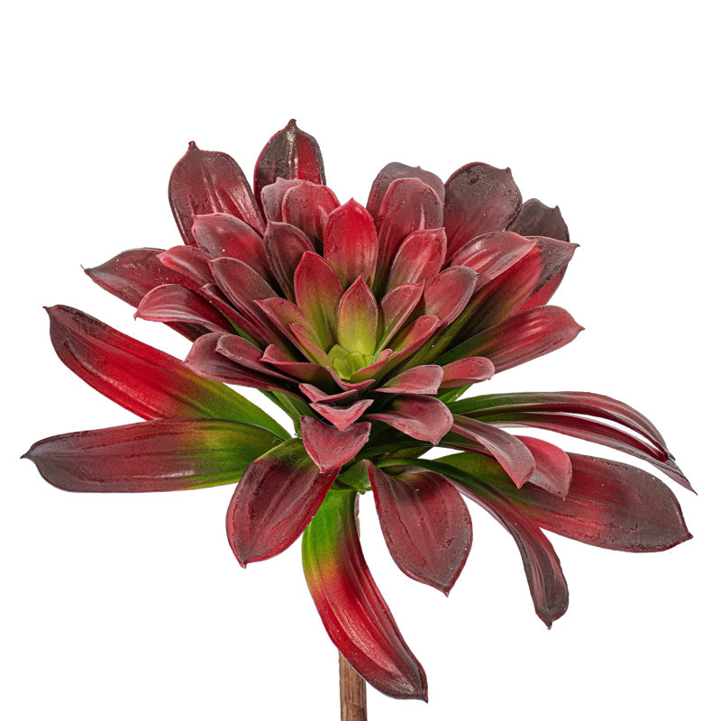 Plante grasse
