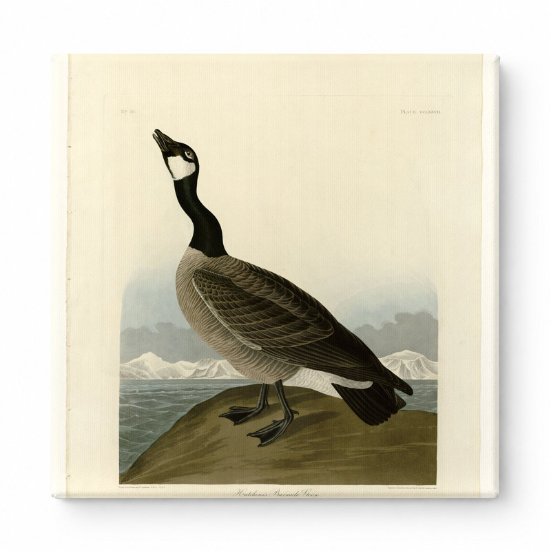 «Barnacle Goose» par Hutchins, plaque CCL XXVII - art mural carré sur toile, L 12 po x H 12 po
