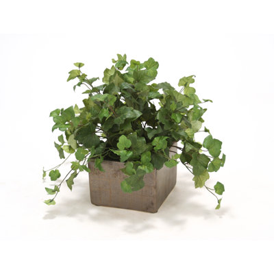 Plante de bureau en pot Hedera Ivy