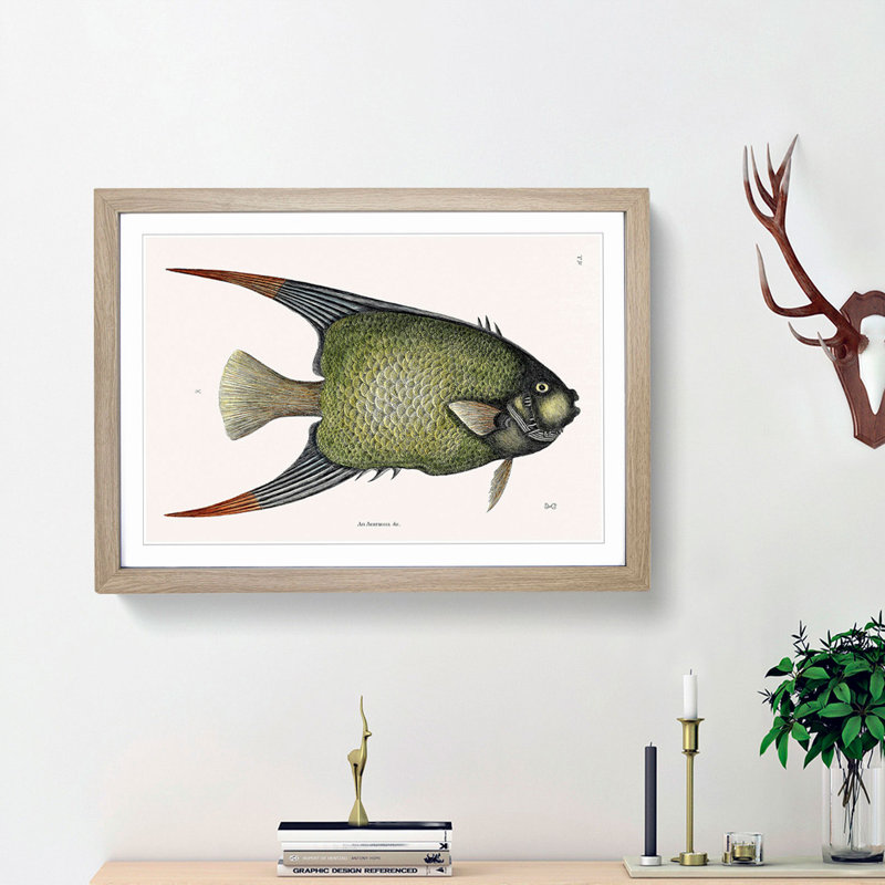 Angel Fish by Mark Catesby - Single Picture Frame Painting, 33cm H x 45cm W x 2cm D, Oak Framed