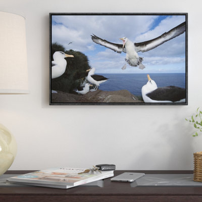 " Campbell Albatross Coming Into Land, Campbell Island, New Zealand "