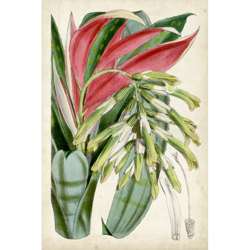 Tropical Gems III by Curtis - Wrapped Canvas Painting, 122cm H x 81cm W x 3.8cm D