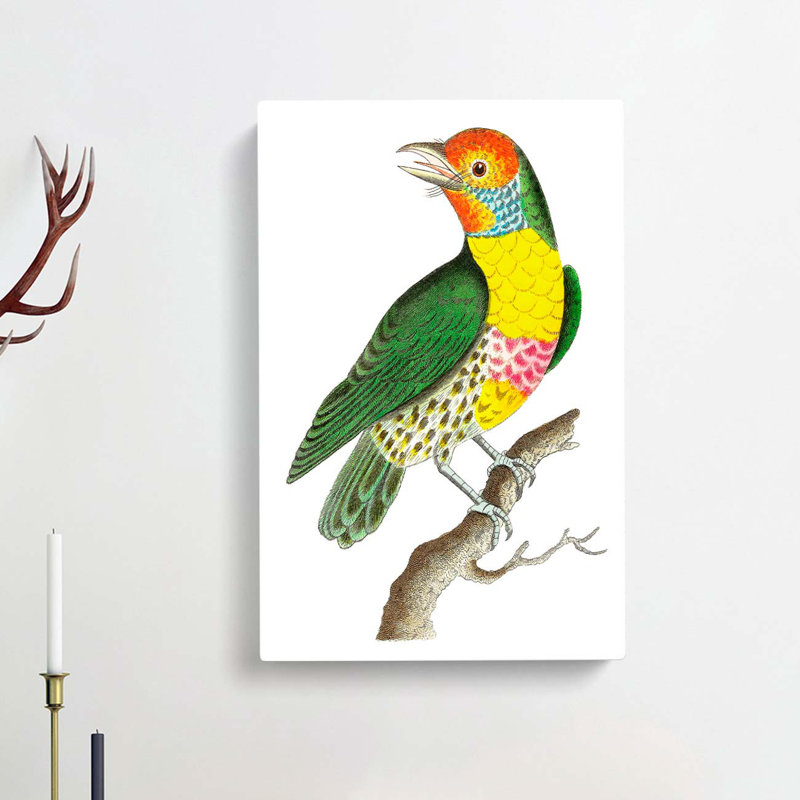 Mayna Barbet Bird by George Shaw - Wrapped Canvas Painting, 60cm H x 40cm W x 3cm D
