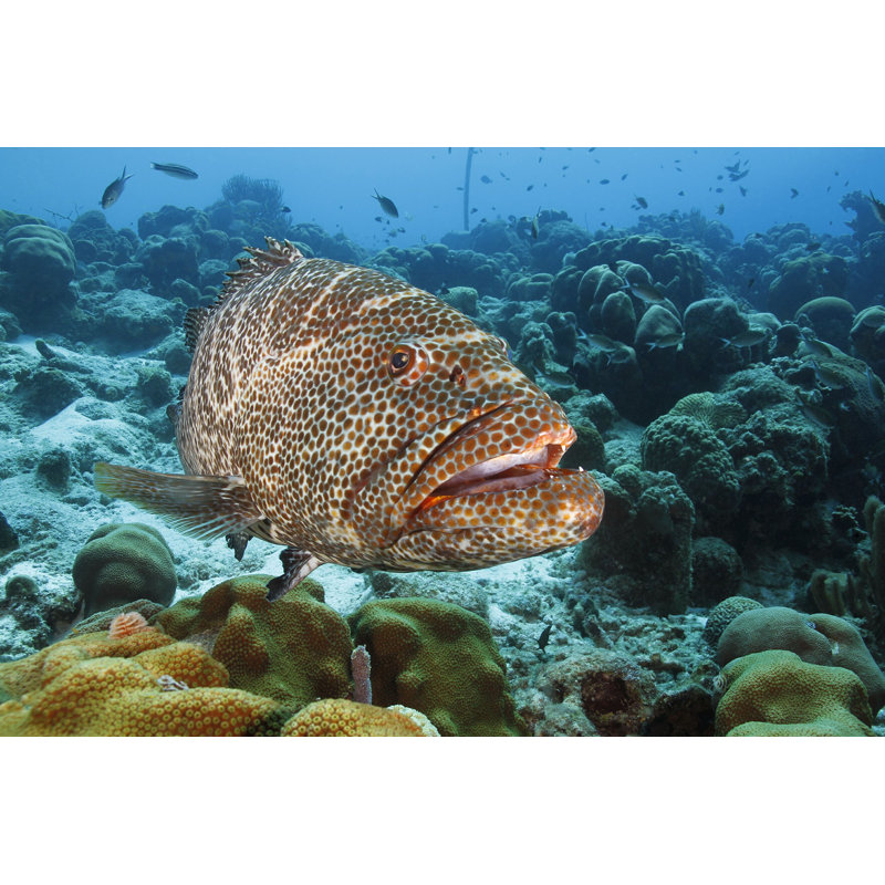 Tiger Grouper - Bonaire - Photographie sur toile tendue, H 8 po x l 12 po