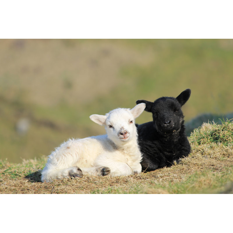 Two Cute Little Lambs by MVPixel - Wrapped Canvas Print, 20cm H x 30cm W