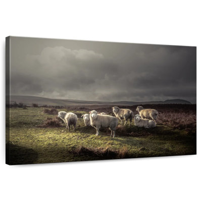 Brampt Storm Grazing Sheep