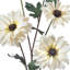 Daisy Shasta vaporisateur 24 po -1310818751