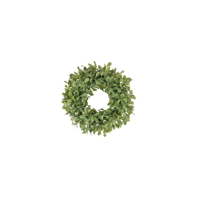 Pittosporum Spray Wreath