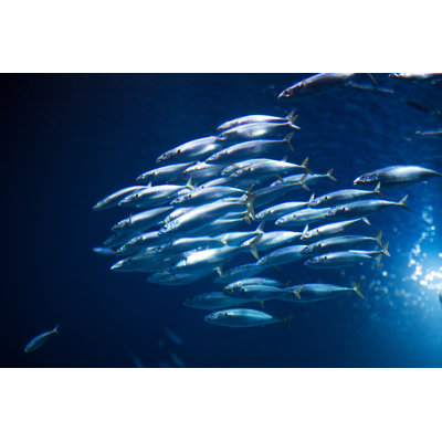 Fish Underwater by Fluxfactory