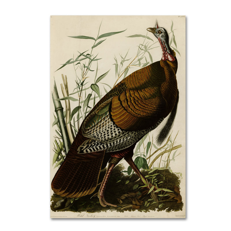 «American Wild Turquie Cock» par John James Audubon, impression sur toile tendue, H 47 po x l 30 po