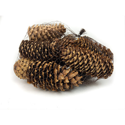 Bourre de vase en bois de pin conique