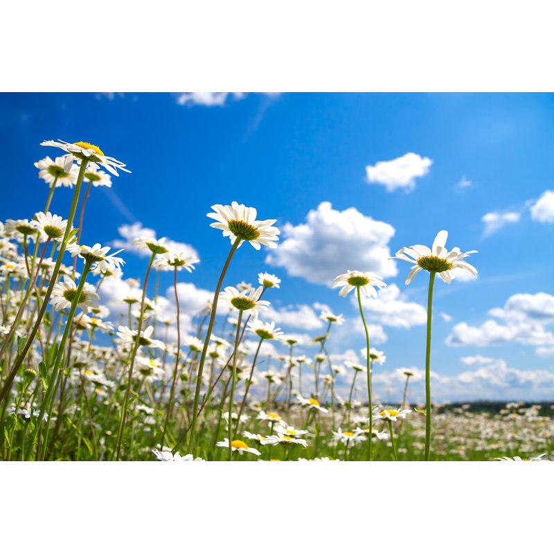 Brooten Blossoming Meadow - Wrapped Canvas Print, 61cm H x 91cm W x 3.8cm D