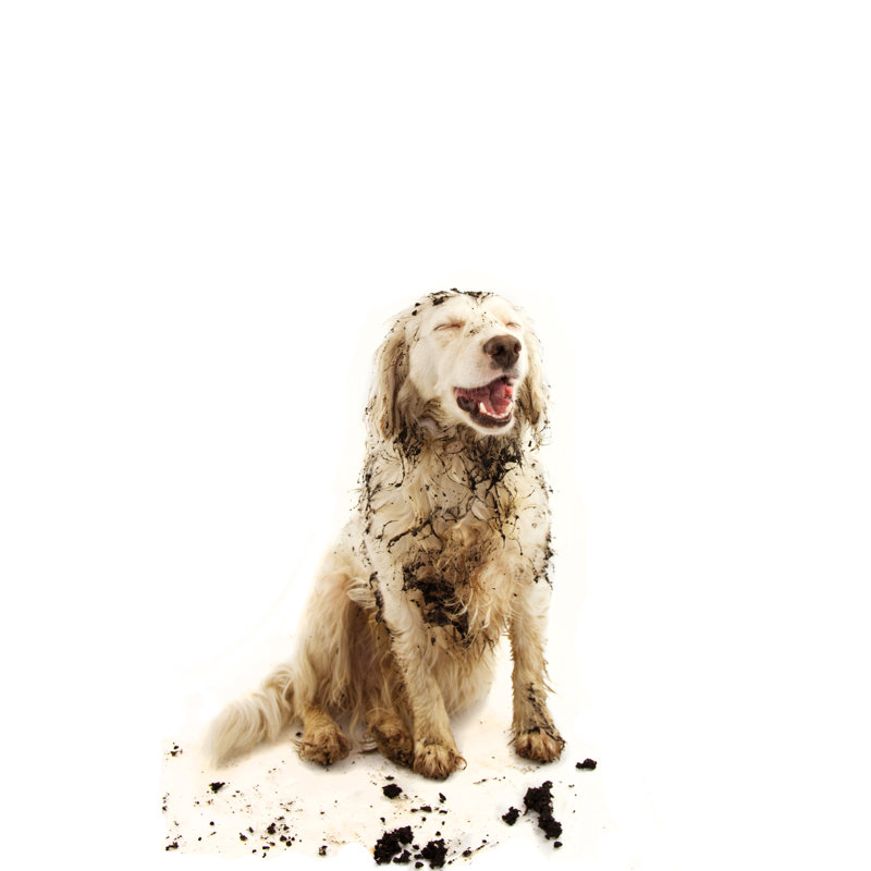 «Happy Dirty Dog» par Clara Bastian - photographie sur toile tendue