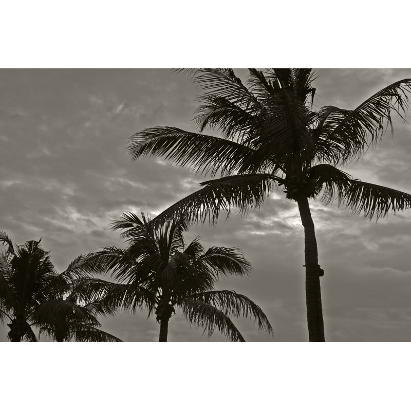 Palms at Night IV, H 32 po x l 48 po x P 1,25 po