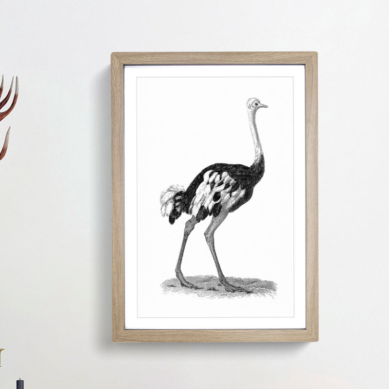 Ostrich in Black and White by George Shaw - Framed Print, Oak Framed, 65cm H x 48cm W x 2cm D