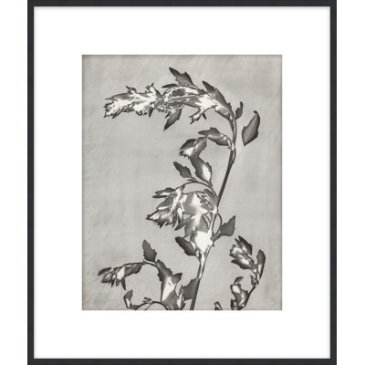 Lucent Botanicals 3 Framed Photographic Print