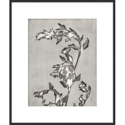 Lucent Botanicals 3 Print by Darrell Kincer