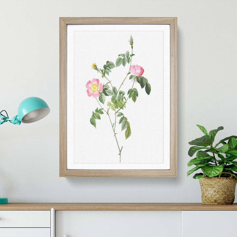 Austrian Briar Rose In Pink by Pierre-Joseph Redoute - Single Picture Frame Painting, 45cm H x 33cm W x 2cm D, Oak Framed
