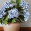 Double Hydrangea Faux Floral-1746310716