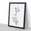 Spanish Clover Flowers by Pierre-Joseph Redoute - Picture Frame Painting Print-55618774-55618777