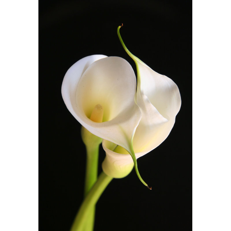 Calla Lilies - Photographie sur toile tendue, L 24 po x H 36 po