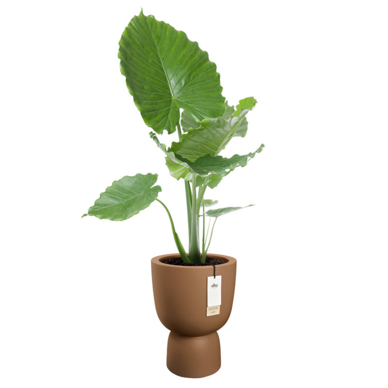 Elho Amber Coupe, 57.9cm H x 41.3cm W x 41.3cm D, Camel