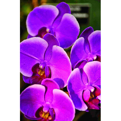 " Magenta Orchids "