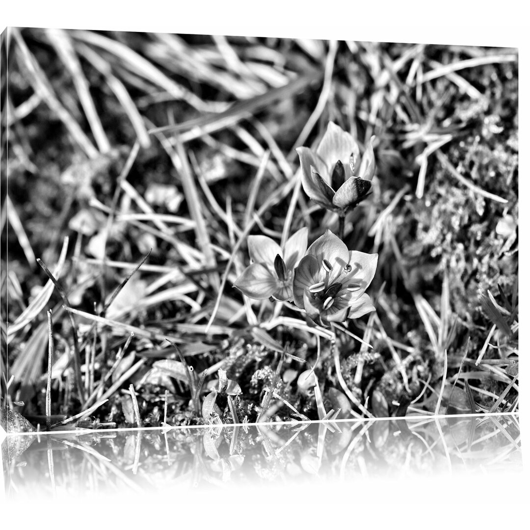 Leinwandbild Kleine süße Blaue Blume in Monochrom