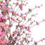 Arbre à fleurs artificielles-23975456