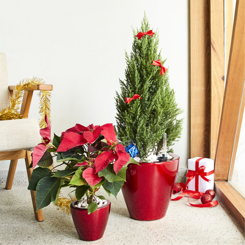 2 Self-Watering Planter Pot - Red Round Cone For Indoor And Outdoor Plants Superb , Birthday, Father's Day, Mother's Day Planters For Wonderful