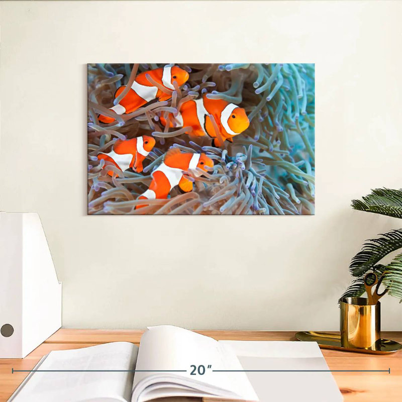 Crowle Clown Fish, 8" H x 12" W