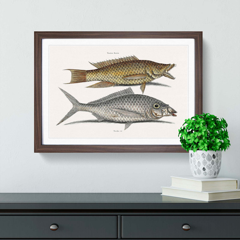 Hig Fish & Shad Fish by Mark Catesby - Picture Frame Painting Print, 27cm H x 36cm W x 2cm D, Walnut Framed