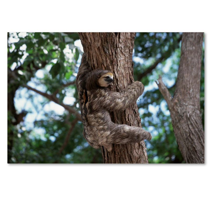 Ann «Sloth», reproduction de photo sur toile tendue Ann, H 30 po x l 47 po