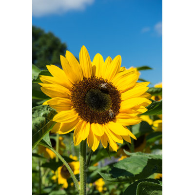 " Sunflower " by Designosaurus