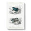 Frog Illustrations PL.15 by Charles D Orbigny - Wrapped Canvas-55364135