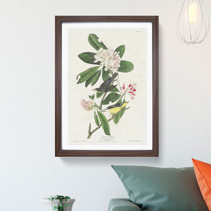 Canada Warbler Birds by John Audubon - Framed Print, 65cm H x 48cm W x 2cm D, Walnut Framed