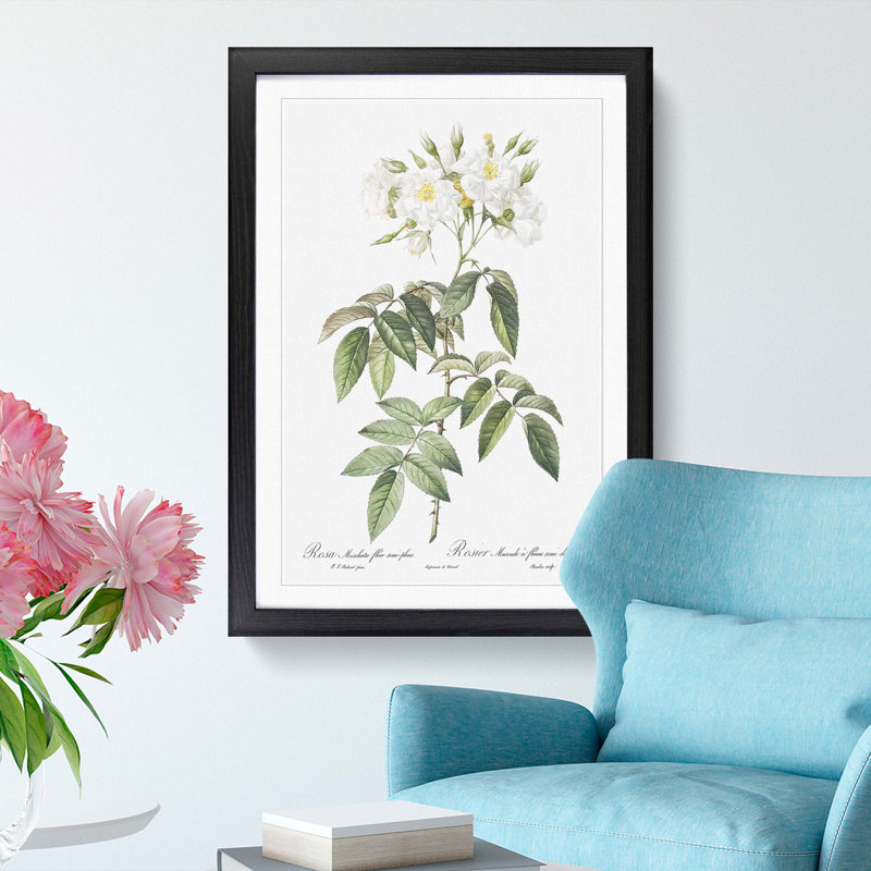 Musk Rose in White by Pierre-Joseph Redoute - Framed Print, 48cm H x 36cm W x 2cm D, Black Framed